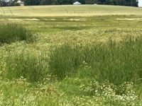 Patch of spotted water hemlock. (NDSU photo)
