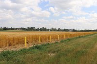 Regional agronomy research results, weed control update and sunflower insect research will be featured topics at the 42nd annual Western Dakota Crops Day on Dec. 9. (NDSU photo)