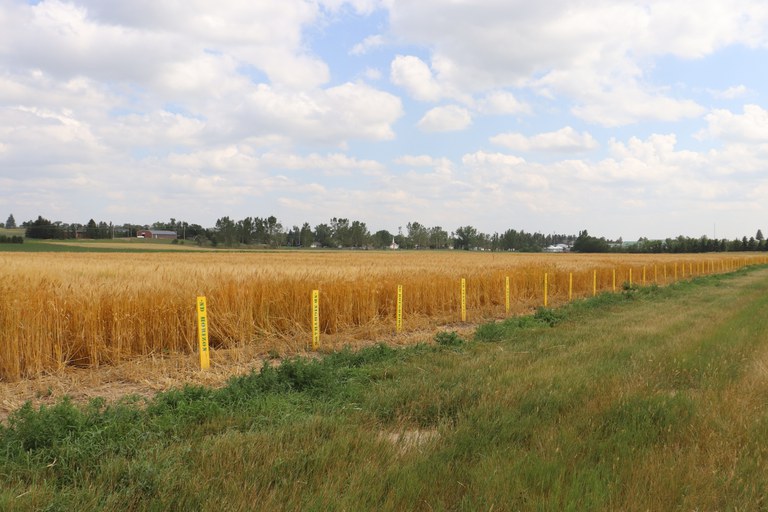 Regional agronomy research results, weed control update and sunflower insect research will be featured topics at the 42nd annual Western Dakota Crops Day on Dec. 9. (NDSU photo)