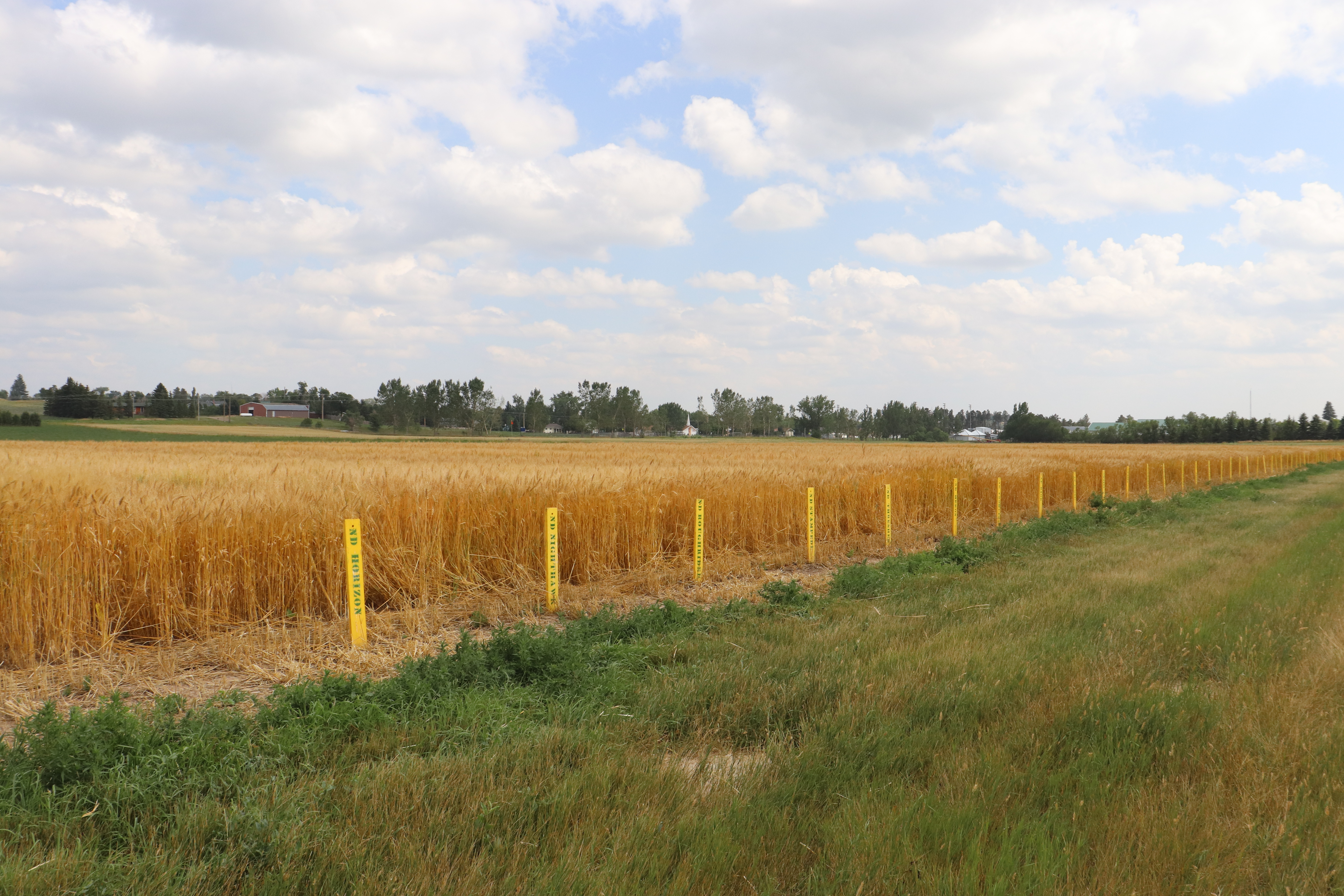 Regional agronomy research results, weed control update and sunflower insect research will be featured topics at the 42nd annual Western Dakota Crops Day on Dec. 9. (NDSU photo)