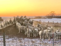 Using research-based guidelines, this webinar will cover common times of year for breeding, feeding, health and hoof care for sheep and goats. (NDSU photo)