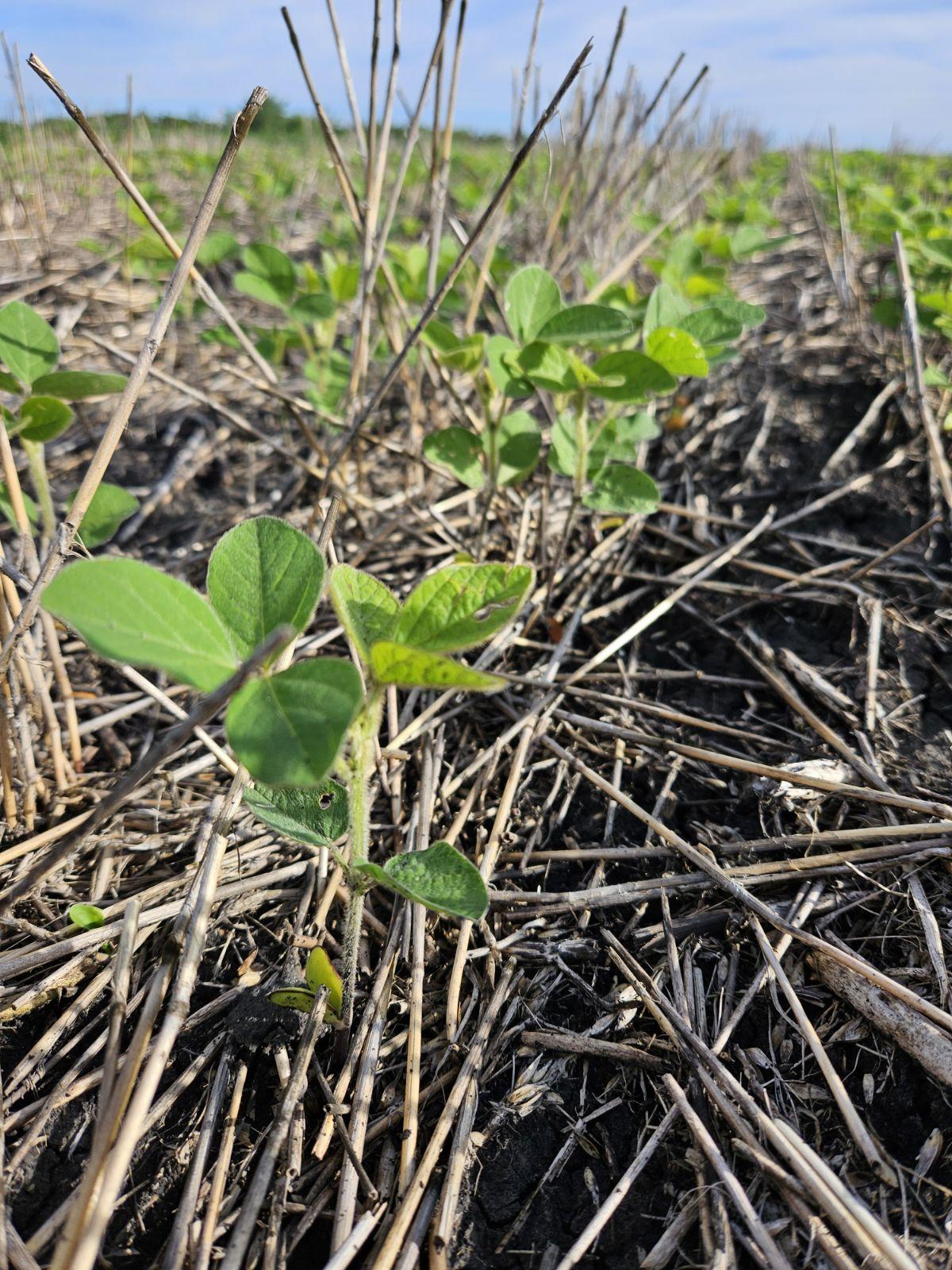 NDSU specialists will present on key soybean production topics to help farmers make decisions for the 2026 growing season. (NDSU photo)