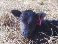 NDSU Extension's Calving School will cover best management practices to support healthy cows and calves this season. (NDSU photo)