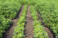 The Wild World of Weeds Workshop will provide updates on weed control and herbicide research conducted by NDSU faculty. (NDSU photo)