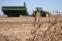 The control of white mold and other soybean diseases will be among the featured topics at the 2025 Central Dakota Ag Day. (NDSU photo)