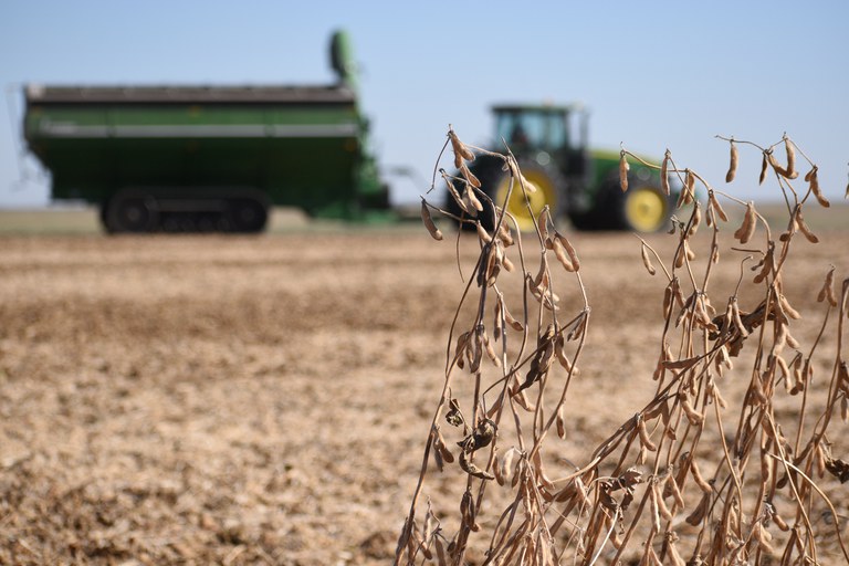 The control of white mold and other soybean diseases will be among the featured topics at the 2025 Central Dakota Ag Day. (NDSU photo)