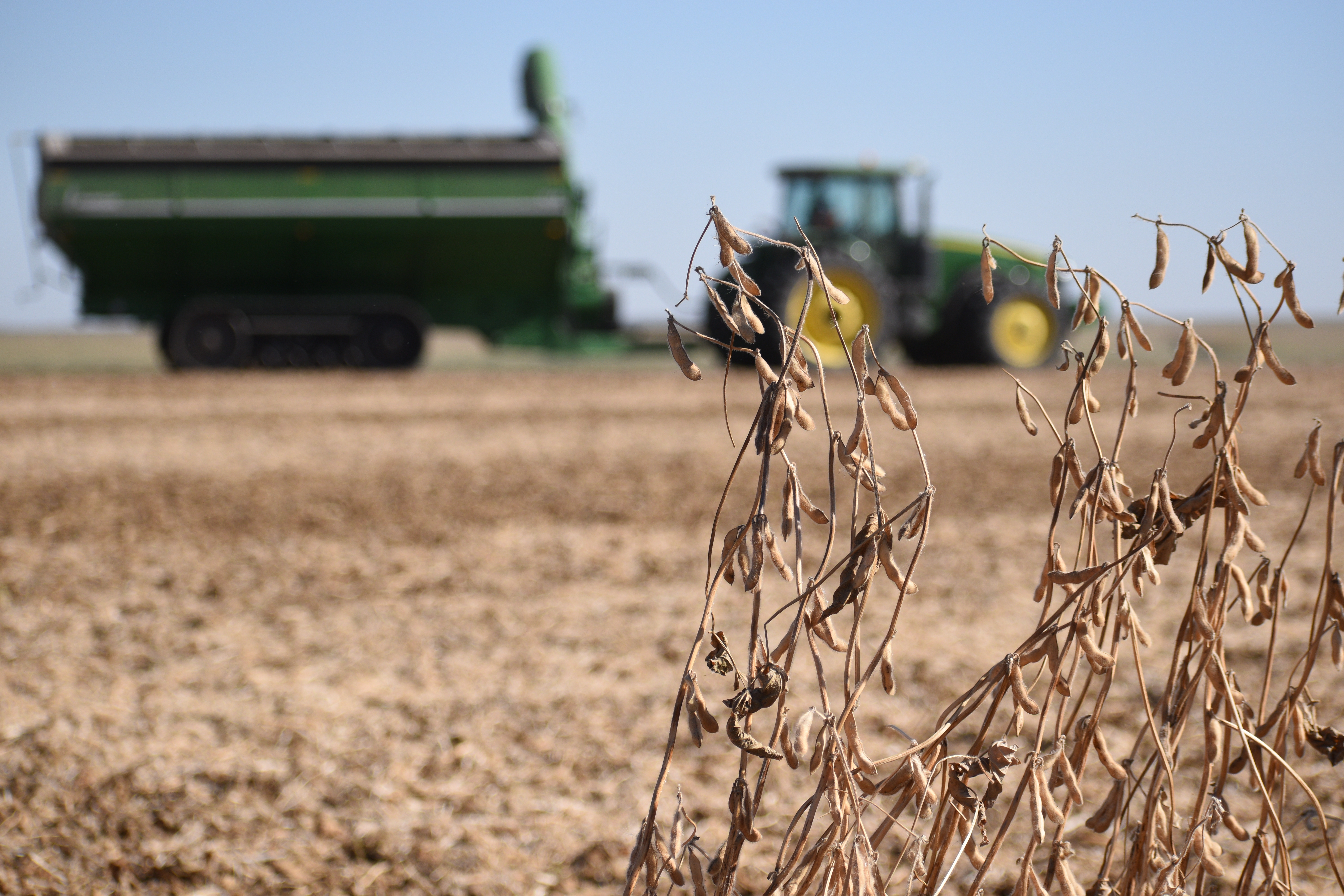 The control of white mold and other soybean diseases will be among the featured topics at the 2025 Central Dakota Ag Day. (NDSU photo)