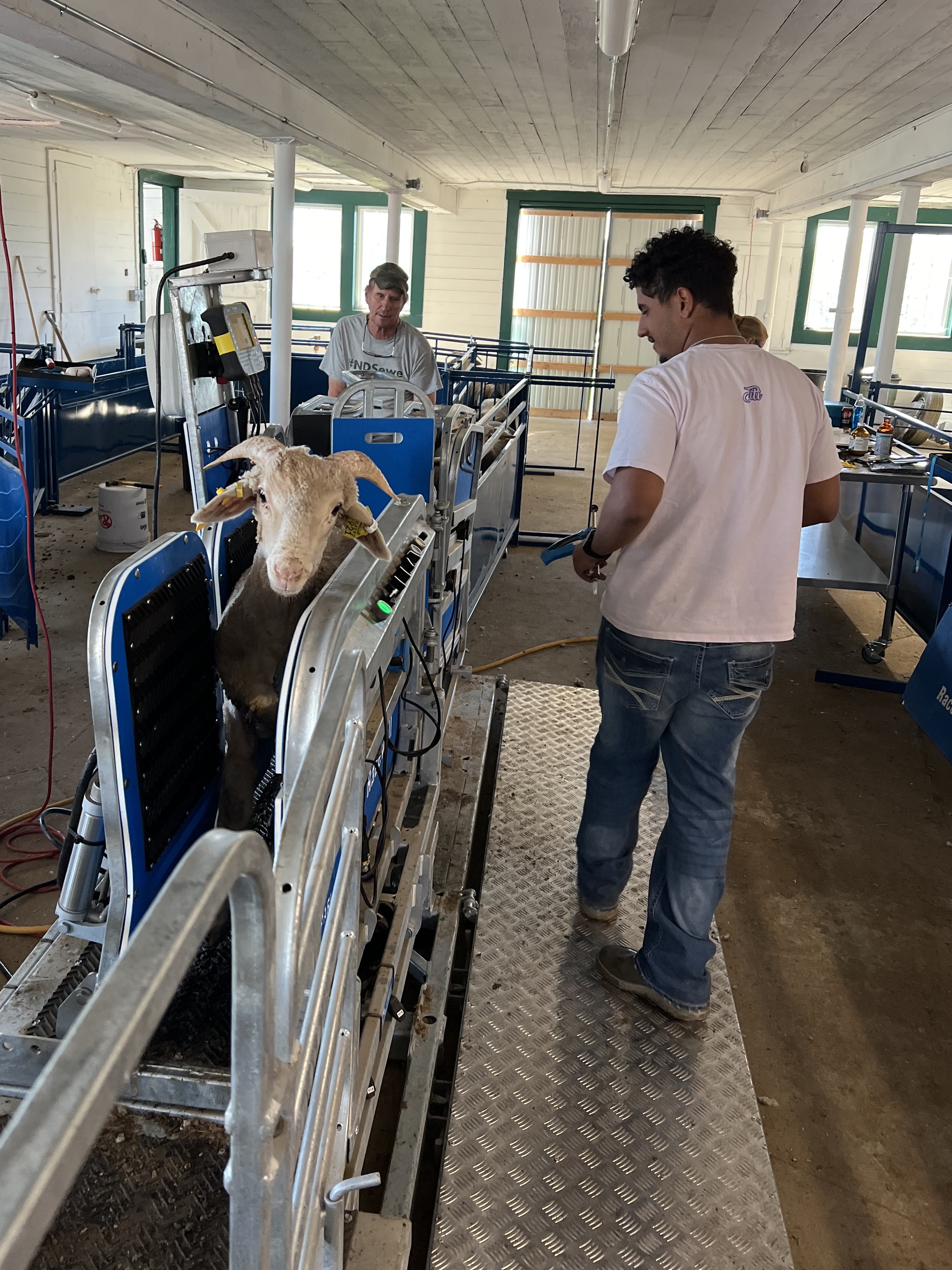 HREC staff collect ram body weights. (NDSU photo)
