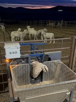 A ram has his daily feed intake tracked, as it is an important metric to calculate individual ram feed efficiency, or the amount of feed needed to gain one pound of body weight. (NDSU photo)