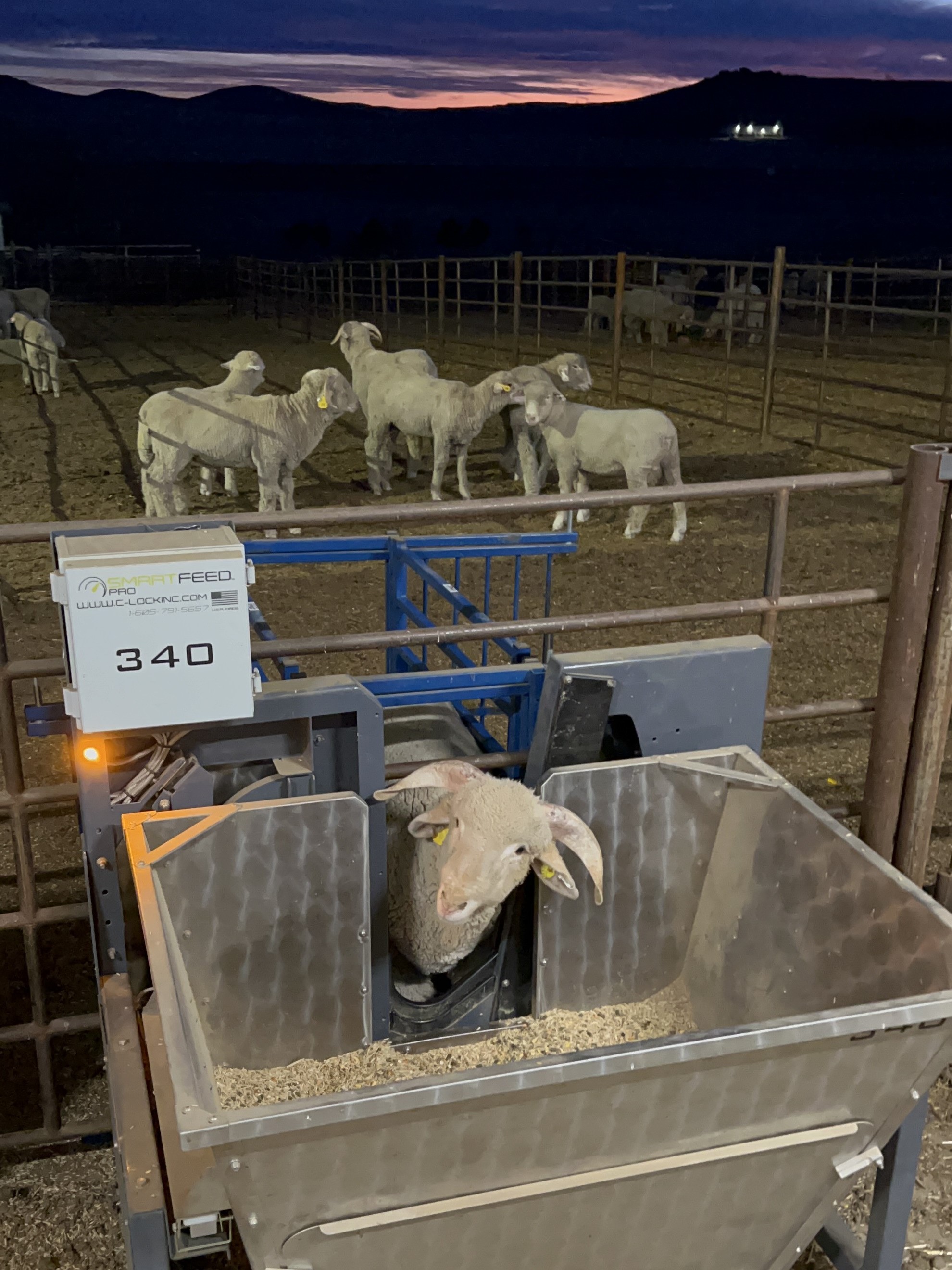 A ram has his daily feed intake tracked, as it is an important metric to calculate individual ram feed efficiency, or the amount of feed needed to gain one pound of body weight. (NDSU photo)