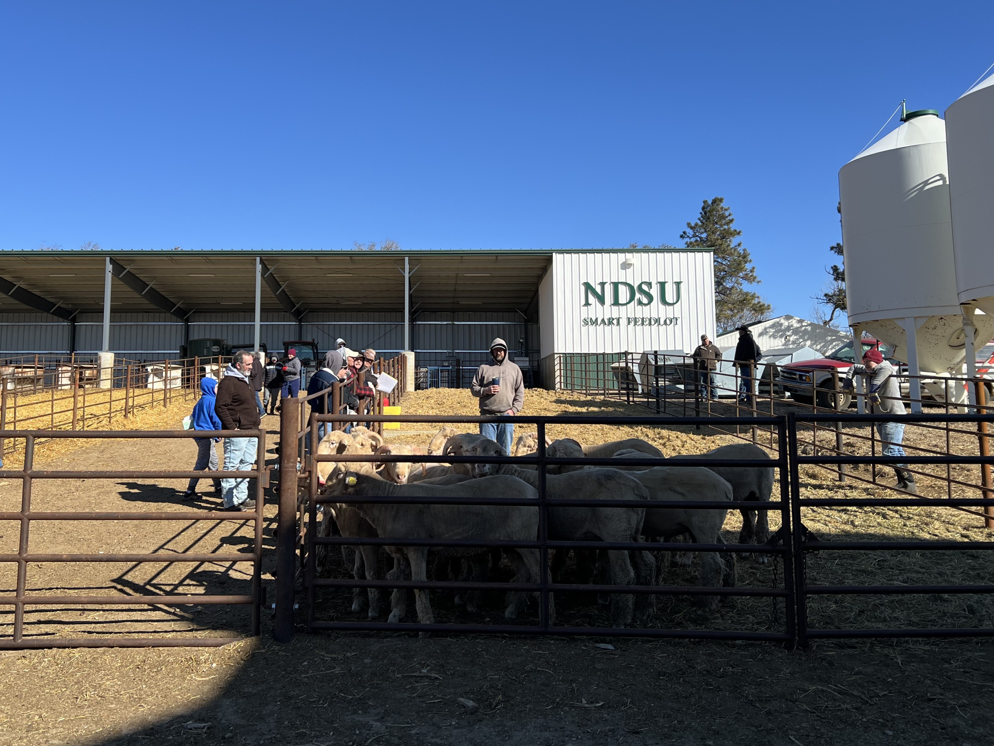 Dakota Ram Test consignors preview top-performing rams at the 2024-2025 Dakota Ram Test Field Day. (NDSU photo)