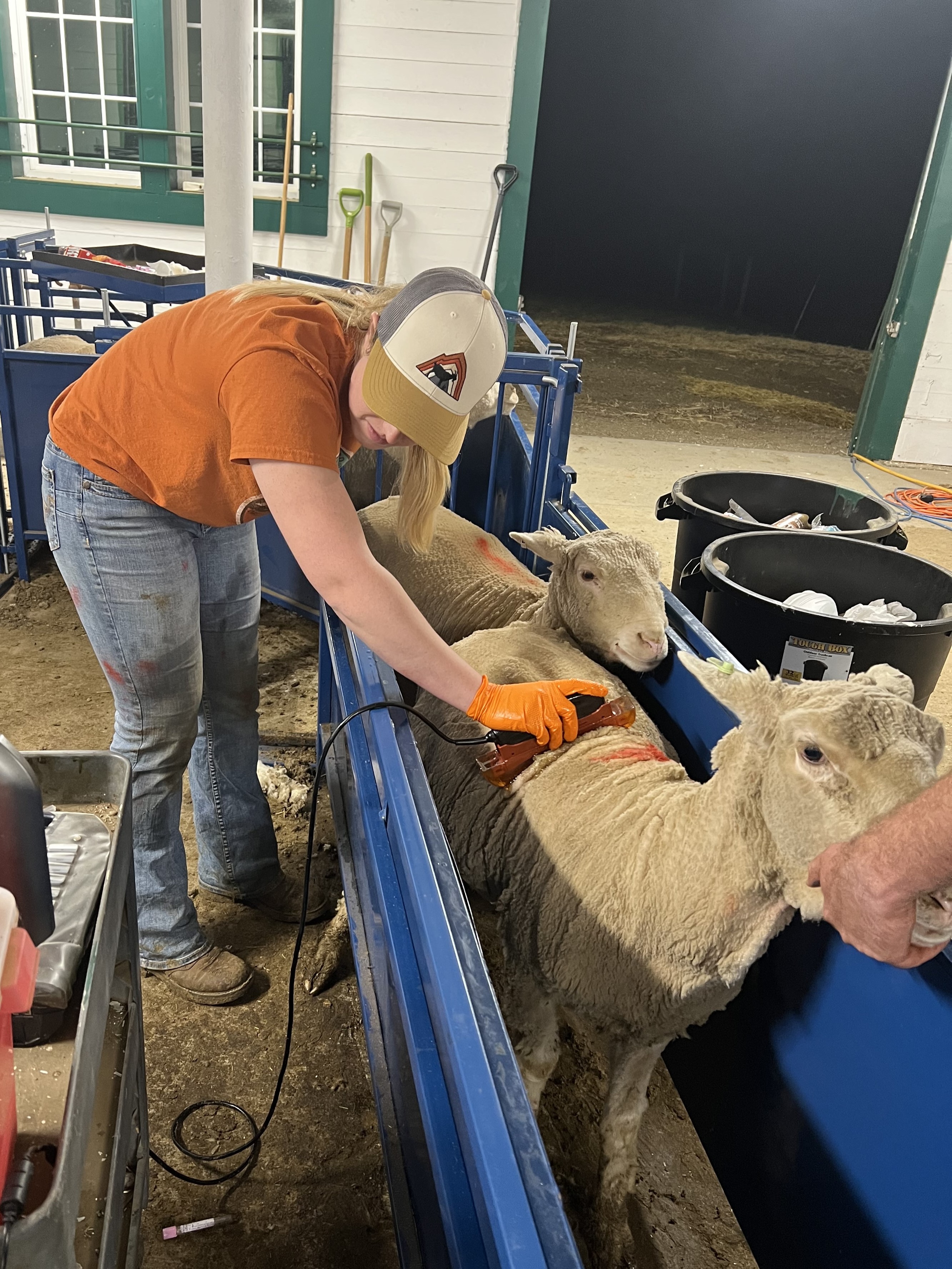 HREC staff collect ram carcass ultrasound data, including ribeye area, back fat thickness and ribeye depth. (NDSU photo)