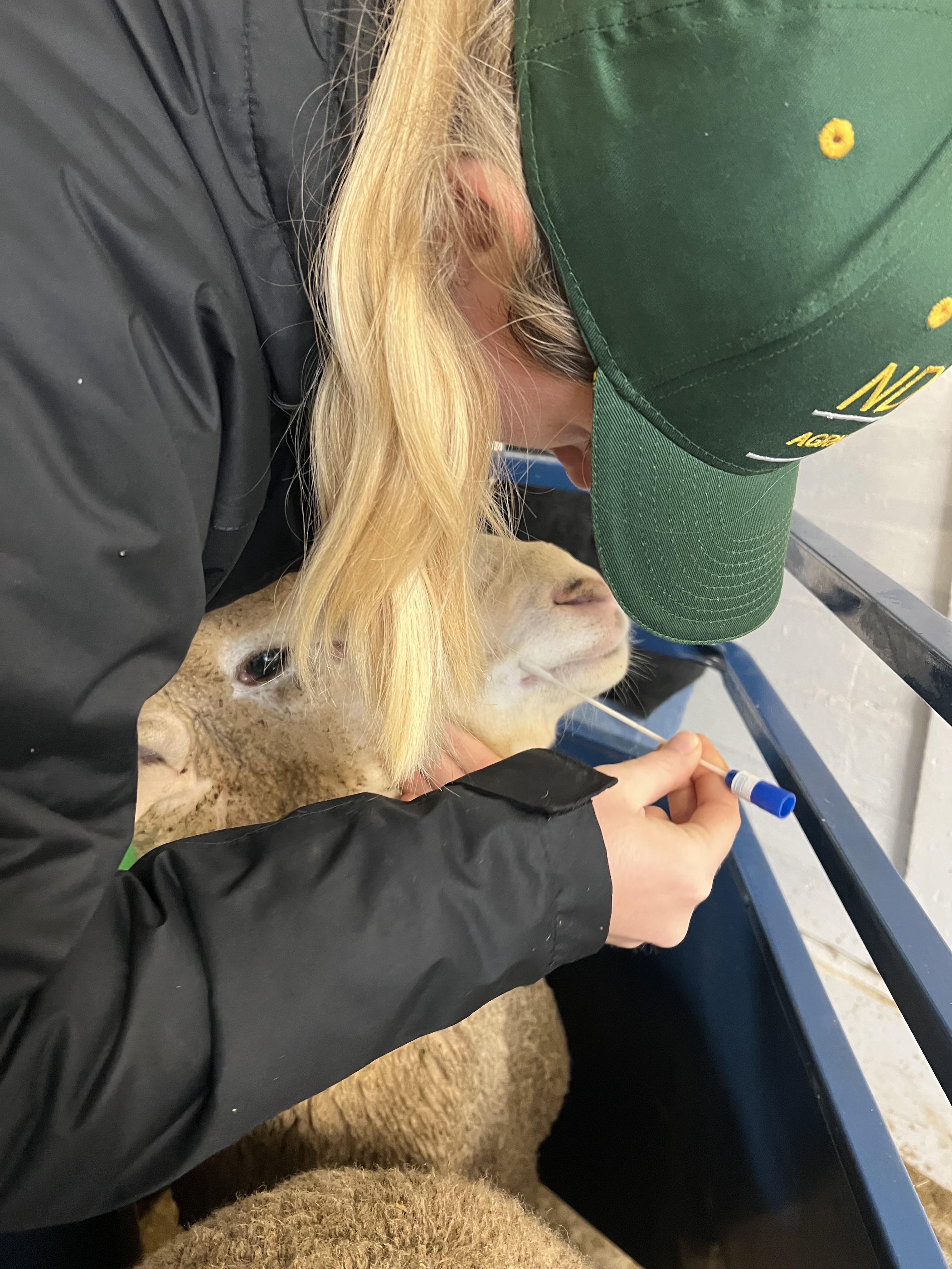 HREC staff collect saliva samples for Promogen scoring and optimization. (NDSU photo)