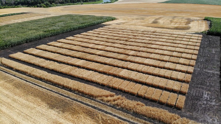 Crucial agricultural research is conducted in Fargo and at NDSU Research Extension Centers throughout the state. (NDSU photo)