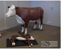 New this year, a cow and calf model will allow participants to practice assisting with abnormal deliveries. (NDSU photo)