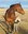 Participants will learn management strategies and ask equine-related questions during the webinar series. (NDSU photo)