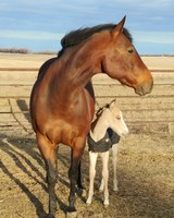 Participants will learn management strategies and ask equine-related questions during the webinar series. (NDSU photo)