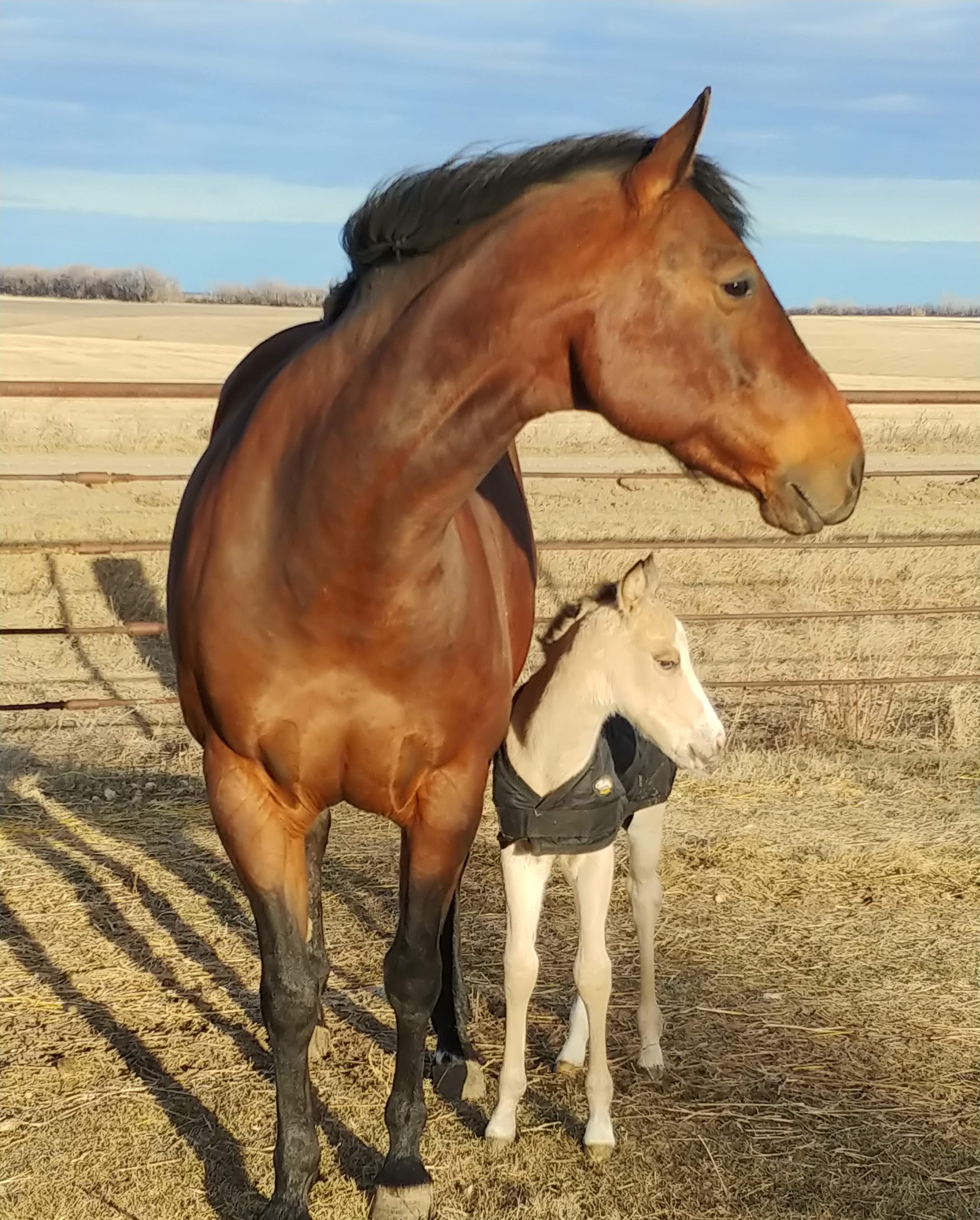 Participants will learn management strategies and ask equine-related questions during the webinar series. (NDSU photo)