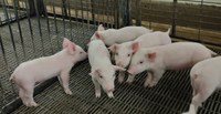 Resources are available to track and mitigate the spread of swine disease. (NDSU photo)