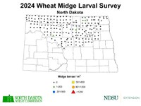 2024 Wheat Midge Larval Survey Map (NDSU photo)