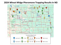 2024 Wheat Midge Pheromone Trapping Results Survey (NDSU photo)