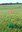 A total of 20 pheromone traps were monitored in 18 counties in North Dakota in 2024. Pheromone traps are used as an "early warning" system to trigger field scouting if the crop is in the susceptible stage. (NDSU photo)