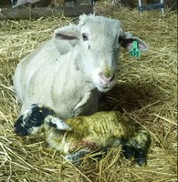 The workshop will include several speakers, live demonstrations, a barn tour and a lunch. (NDSU photo)
