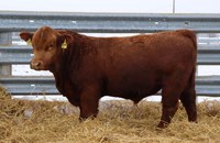 There is no one-size-fits-all sire, but a calculated selection will best fit the operation. (NDSU photo)