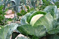 This series is about growing, preserving and preparing specialty-crop fruits and vegetables. (Pixabay photo)