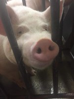 SowBridge is an educational series for those who work with sows, boars and piglets, and with genetic and reproductive issues. (NDSU photo)