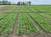 Participants at the NDSU Carrington Research Extension Center Field Day receive expert guidance from NDSU’s leading researchers during a variety of tours and demonstrations. (NDSU photo)