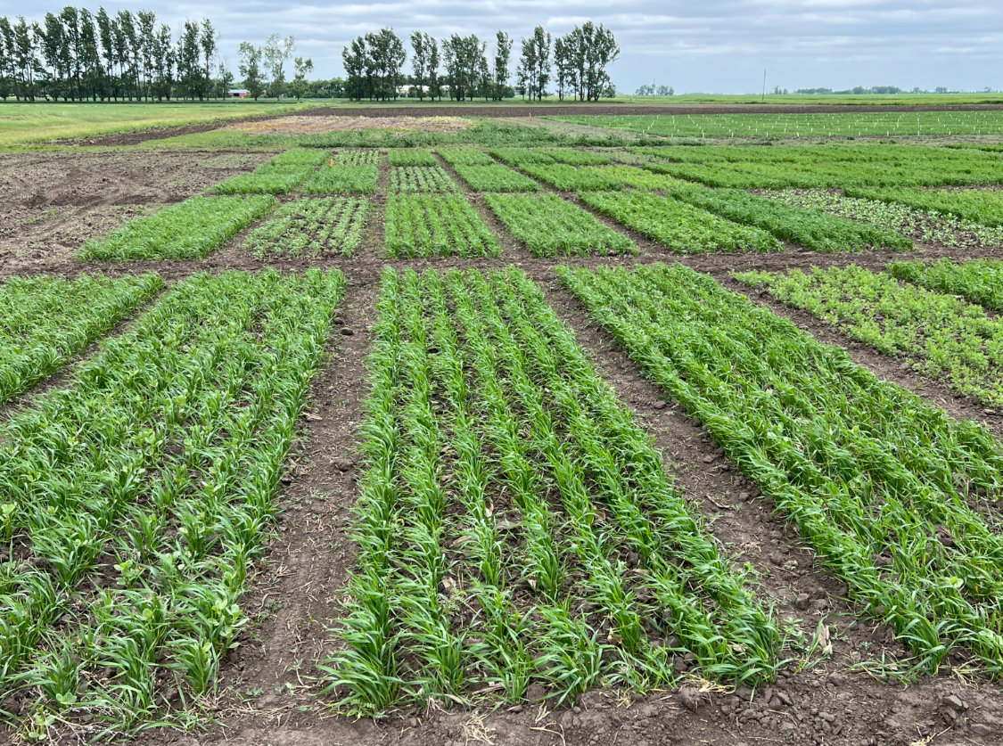 Participants at the NDSU Carrington Research Extension Center Field Day receive expert guidance from NDSU’s leading researchers during a variety of tours and demonstrations. (NDSU photo)
