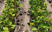 Topics at the dry bean field days will include information about new dry bean varieties, best practices for maximizing yield and effective disease management. (NDSU photo)