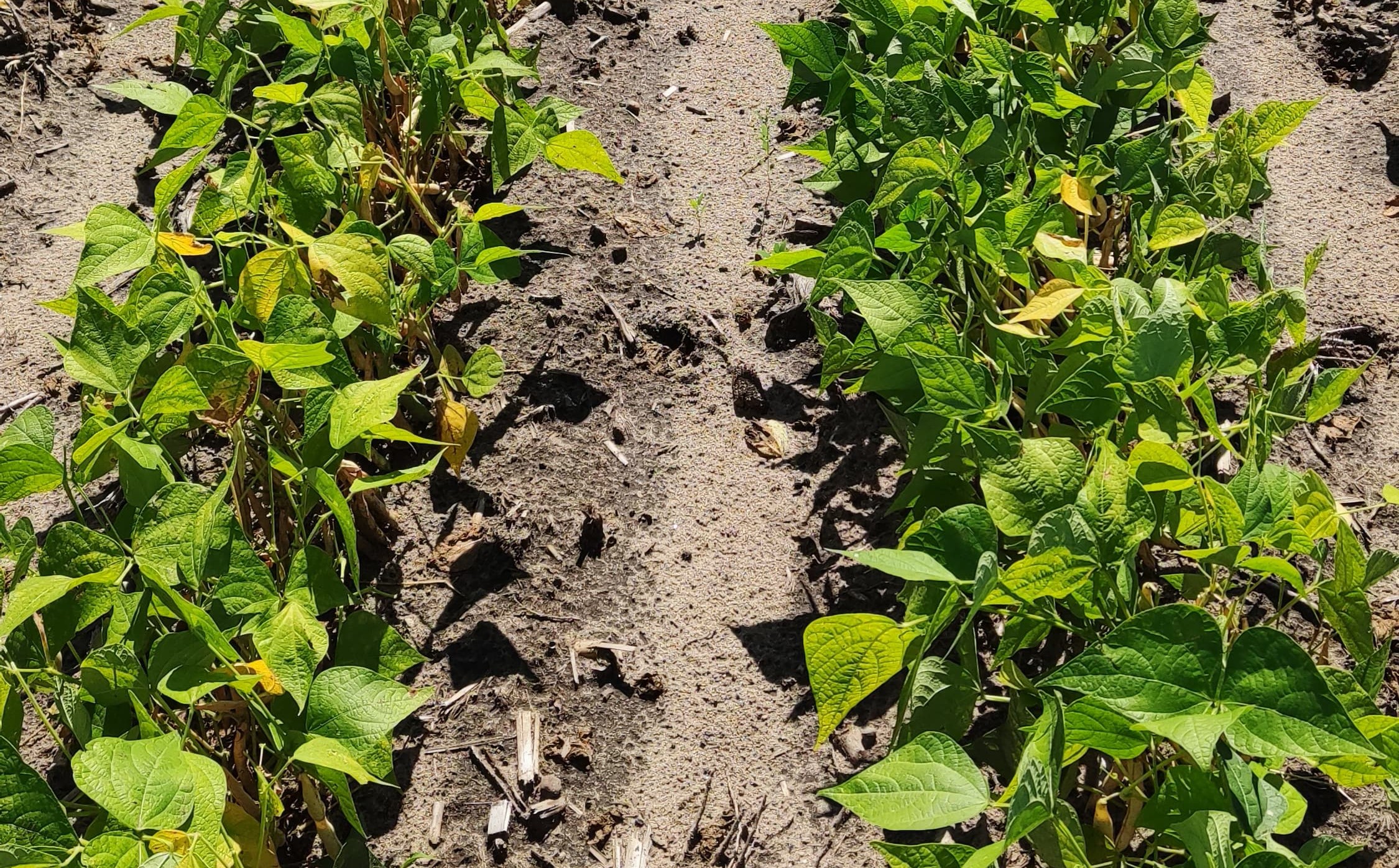 Topics at the dry bean field days will include information about new dry bean varieties, best practices for maximizing yield and effective disease management. (NDSU photo)