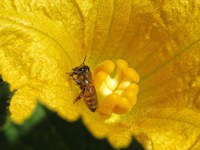 Almost all cucumber, melon, pumpkin and squash flowers require pollination by bees to produce fruit. (Flickr photo by Swallowtail Garden Seeds)