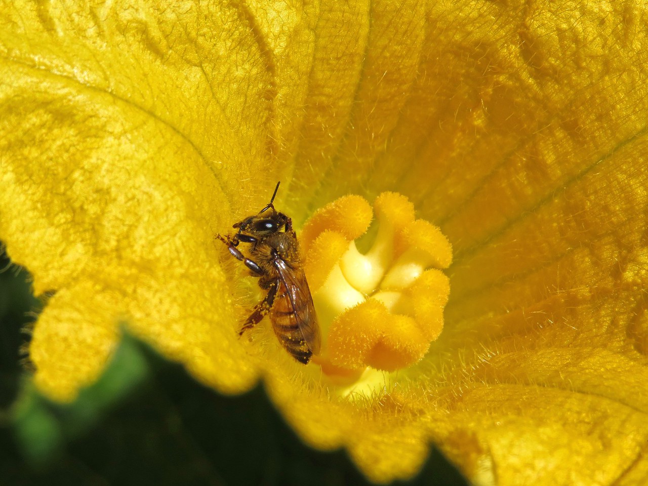 Dakota Gardener: Attract bees to your vegetable garden — Extension and ...