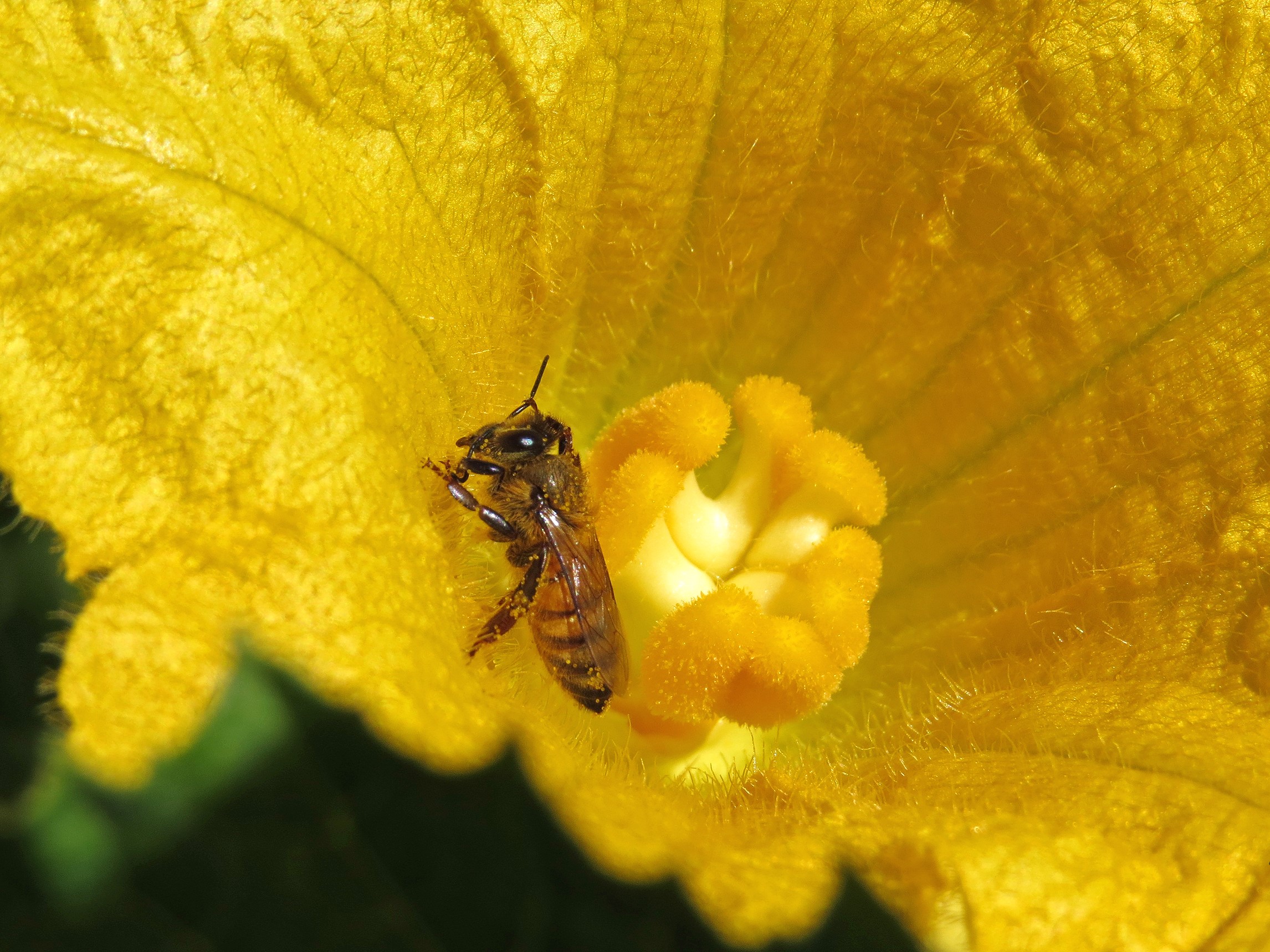 Almost all cucumber, melon, pumpkin and squash flowers require pollination by bees to produce fruit. (Flickr photo by Swallowtail Garden Seeds)
