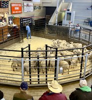 An outlook of the 2025 sheep and goat market is the focus of an upcoming webinar hosted by NDSU Extension and UMN Extension. (NDSU photo)