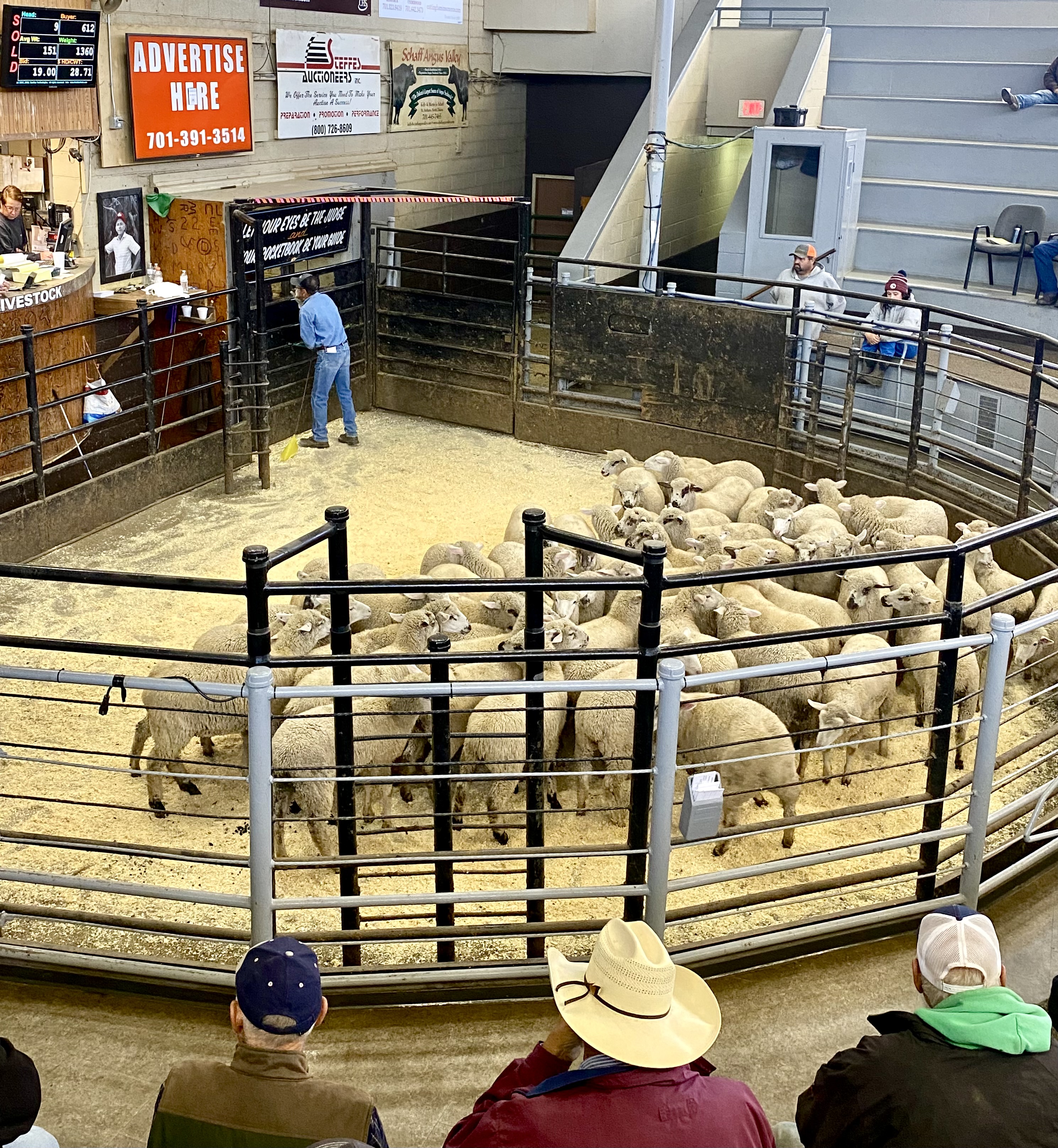 An outlook of the 2025 sheep and goat market is the focus of an upcoming webinar hosted by NDSU Extension and UMN Extension. (NDSU photo)