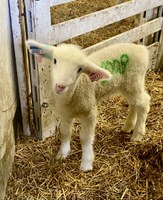 Breeding and prebreeding management will be the focus of the webinar by NDSU and UMN Extension. (NDSU photo)