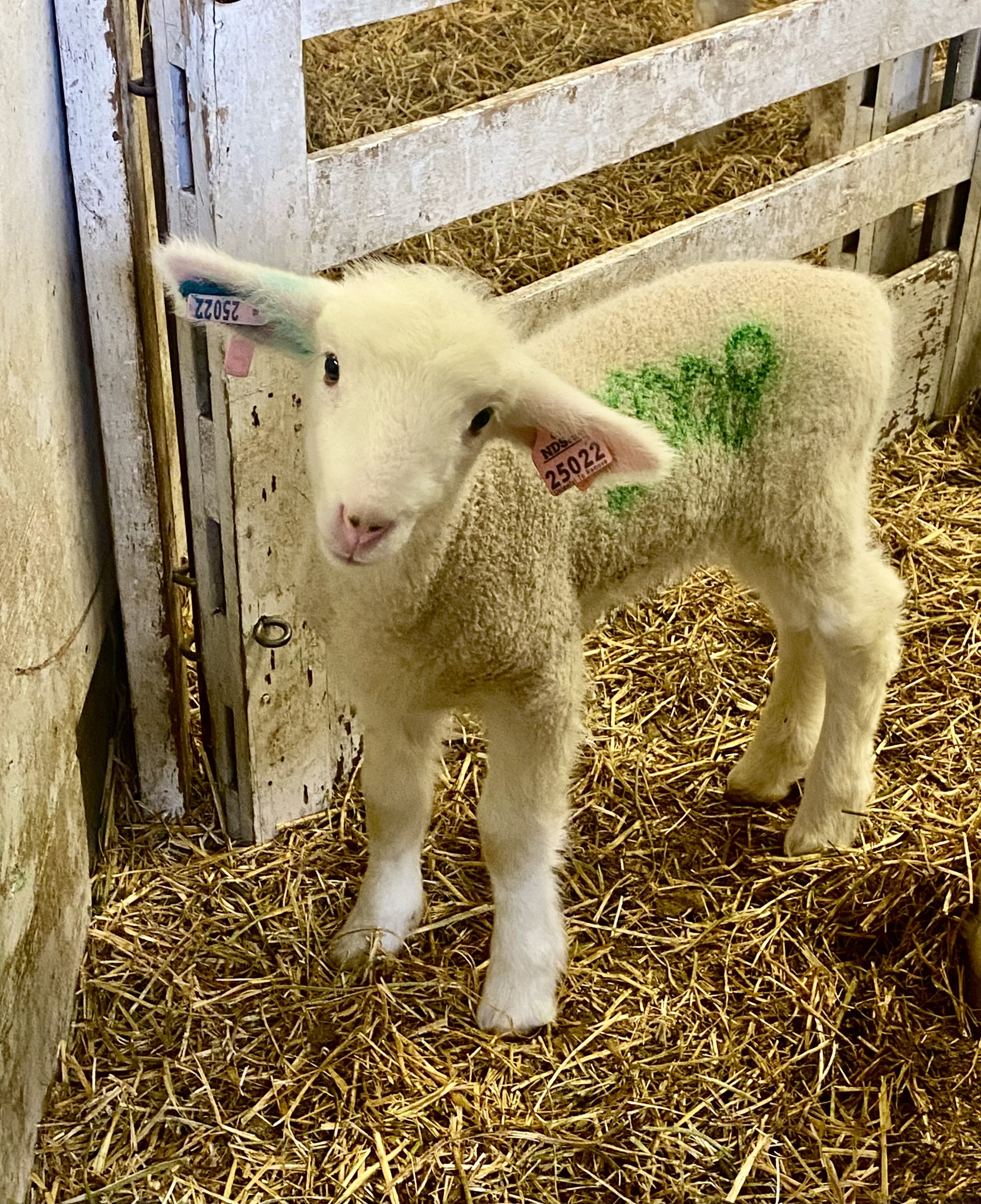 Breeding and prebreeding management will be the focus of the webinar by NDSU and UMN Extension. (NDSU photo)