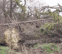 When working with trees and branches, rule number one is to avoid downed power lines, says Joe Zeleznik, NDSU Extension forester. (NDSU photo)
