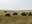 It is important that producers understand the relationship between forage quality and the nutrient requirements of livestock. (NDSU photo)