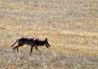 The workshop aims to shed light on the unique dynamic between domestic livestock and wildlife, and share best practices for managing predation from wildlife. (Pixabay photo)