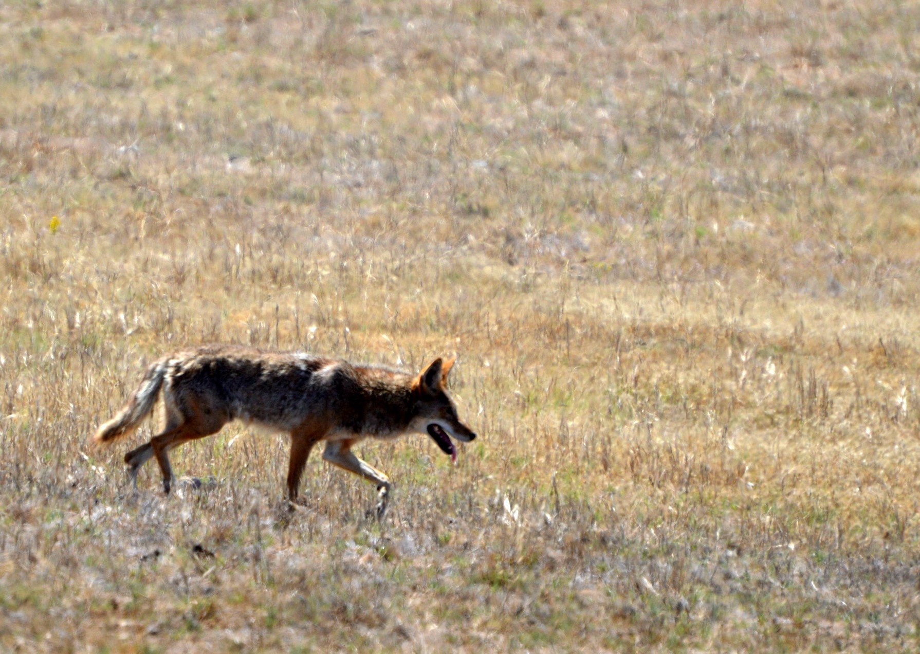 The workshop aims to shed light on the unique dynamic between domestic livestock and wildlife, and share best practices for managing predation from wildlife. (Pixabay photo)