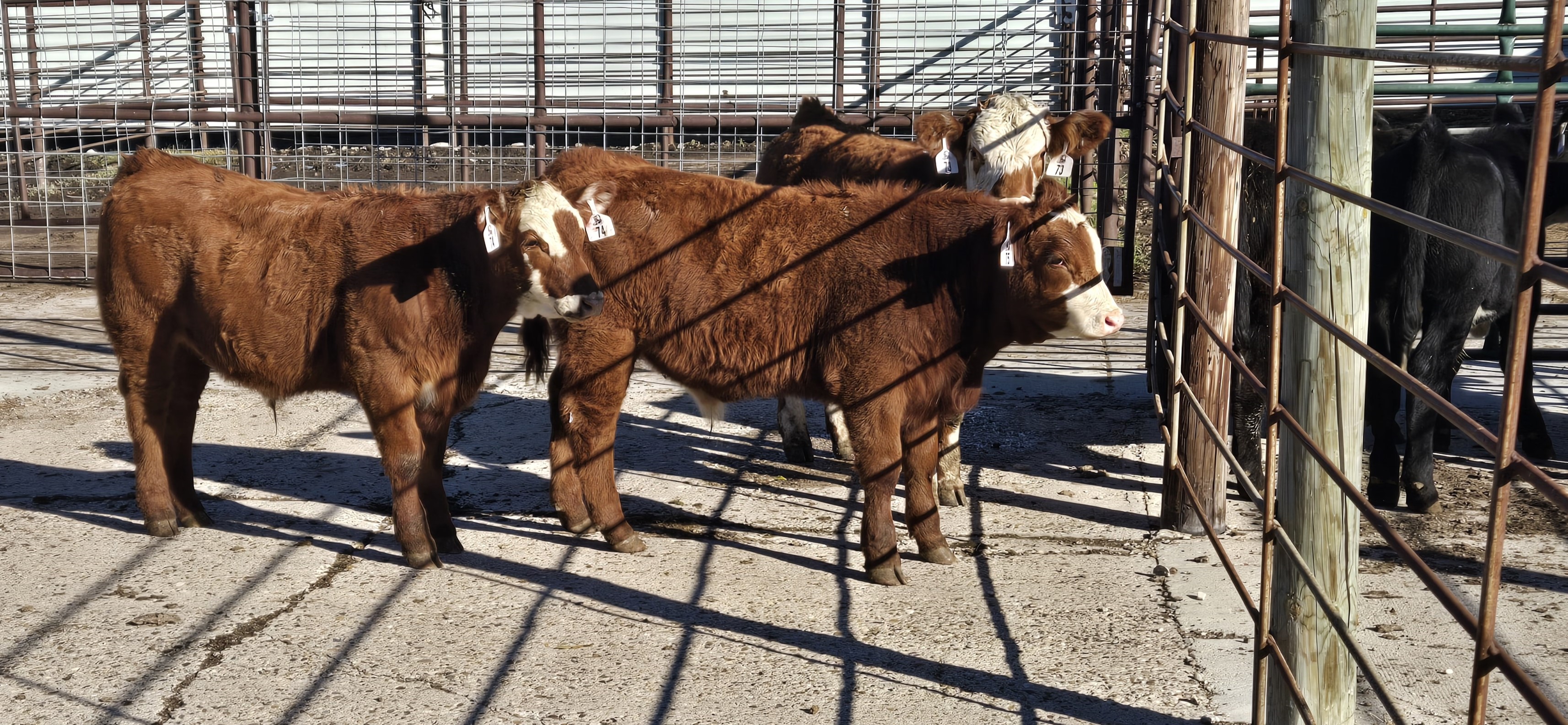 Consider feed costs and the price of calves when deciding to background calves. (NDSU photo)