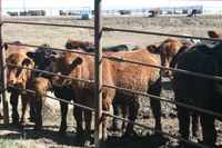 The program will provide beef producers with timely information and tools to evaluate whether backgrounding calves fits into their operation. (NDSU)