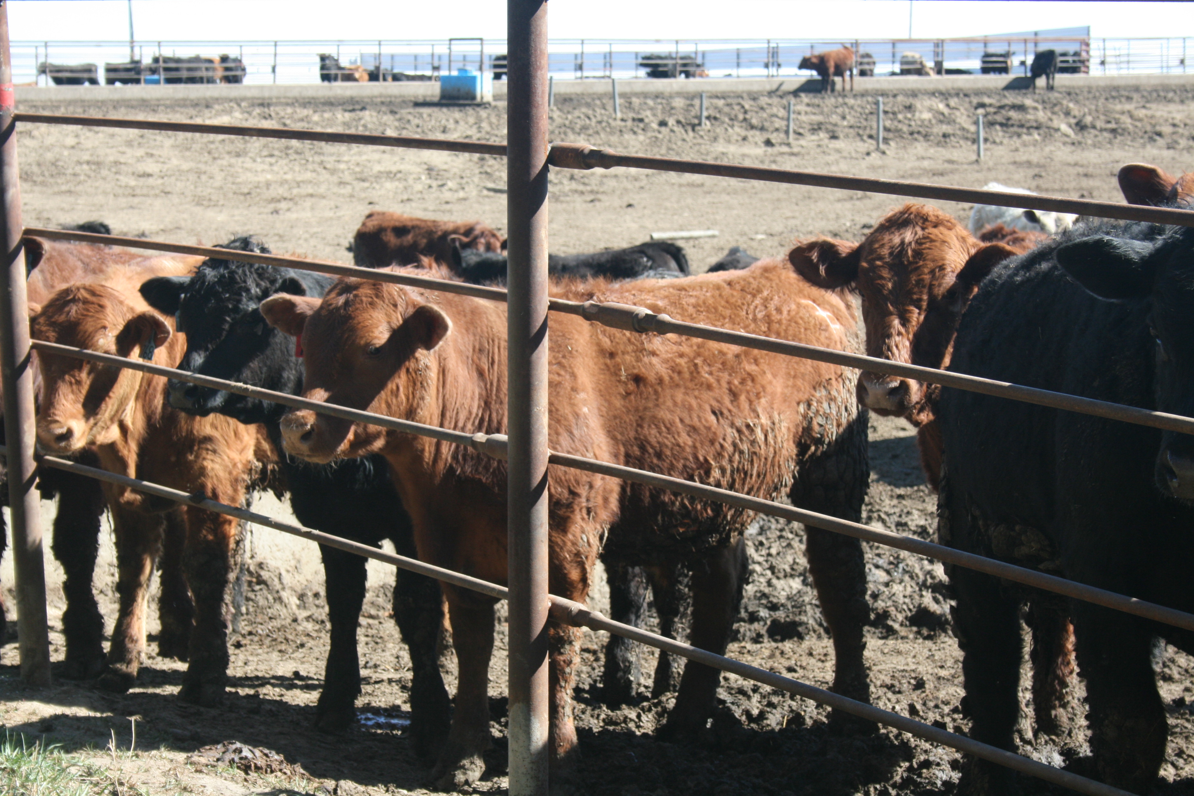 The program will provide beef producers with timely information and tools to evaluate whether backgrounding calves fits into their operation. (NDSU)