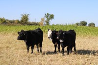 Cattle strip graze an annual forage with virtual fence. (NDSU photo)