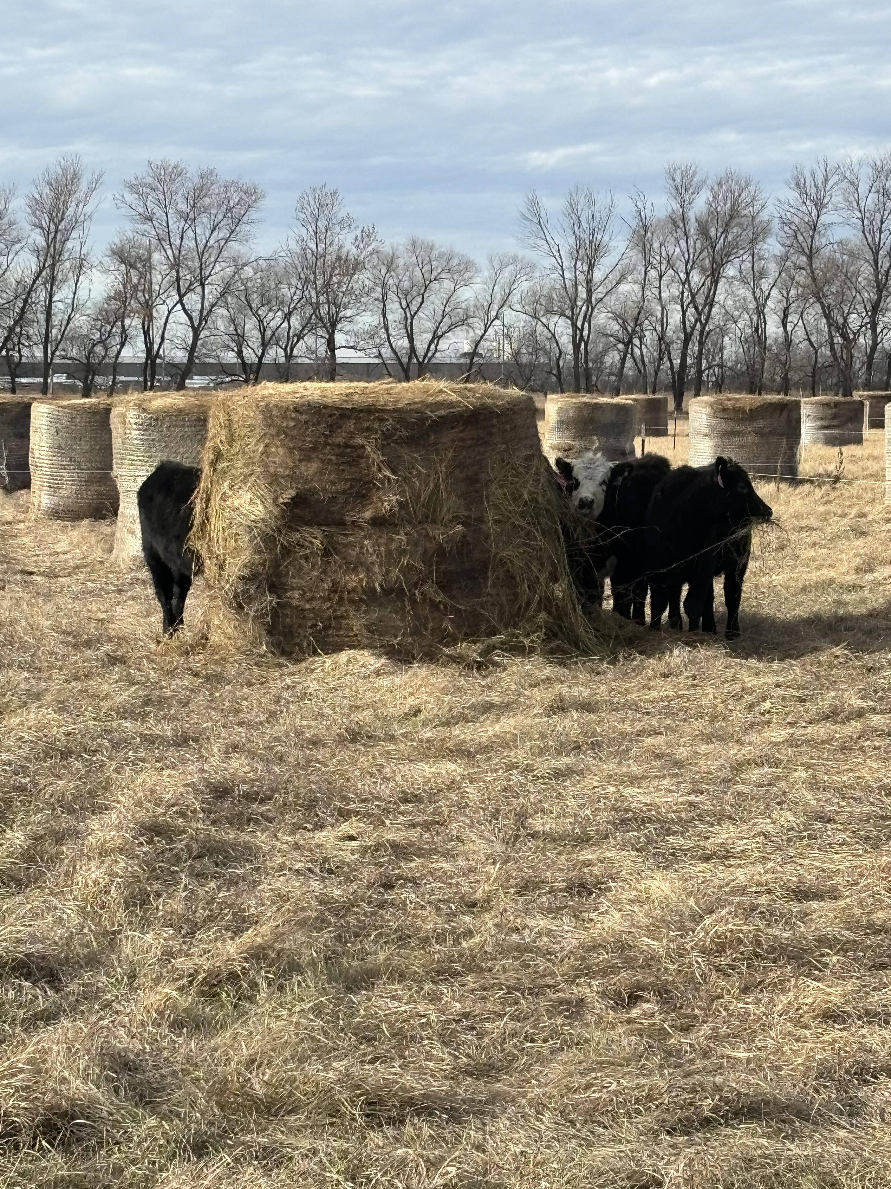 Calves are limit-fed in a bale grazing system. (NDSU photo)